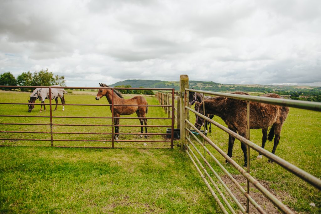 Breeding horses Vicky Anderson Business Services Beech Hill Farm