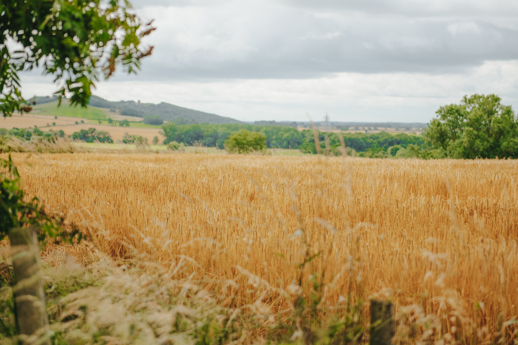 Sustainability and Looking after the Environment at Beech Hill Farm